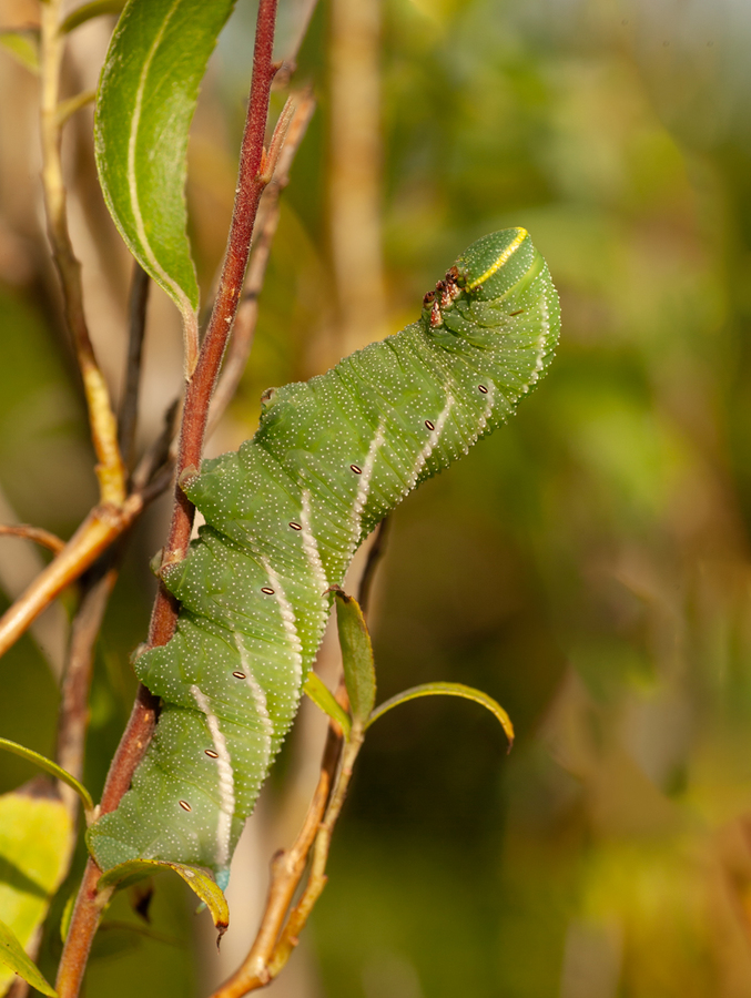 Eyed Hawk Moth Caterpillar - Peter Bagnall - Commended